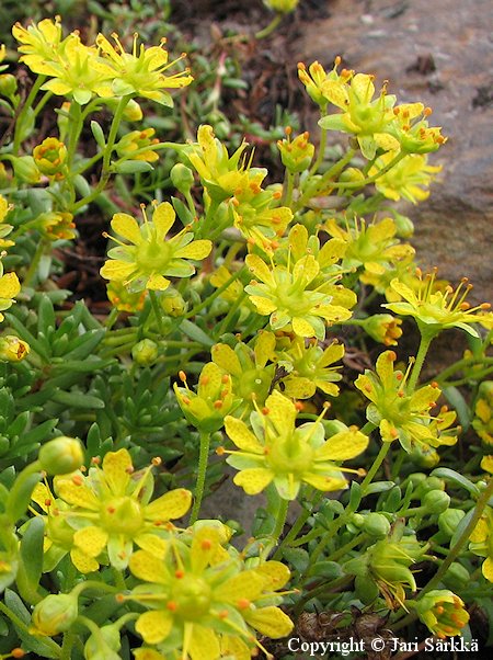 Saxifraga aizoides kultarikko